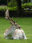 FZ020055 Fallow deer (Dama dama).jpg